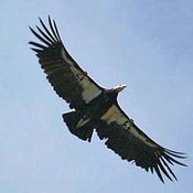California Condor